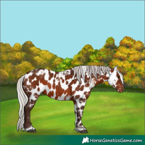 Horse Color:White Spotted Silver Brown Tobiano Appaloosa 