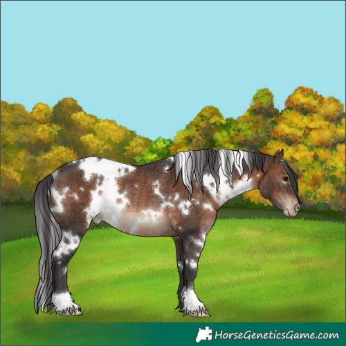 Horse Color:White Spotted Brown Appaloosa Rabicano 