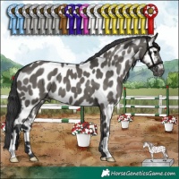 Horse Color:Grullo Appaloosa