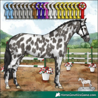 Horse Color:Grullo Appaloosa 