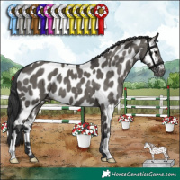 Horse Color:Grullo Appaloosa