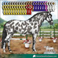 Horse Color:Grullo Appaloosa