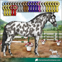 Horse Color:Grullo Appaloosa