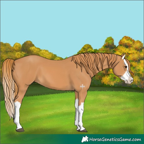 Horse Color:Chestnut Splash 