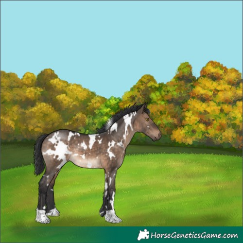 Horse Color:White Spotted Brown Dun 