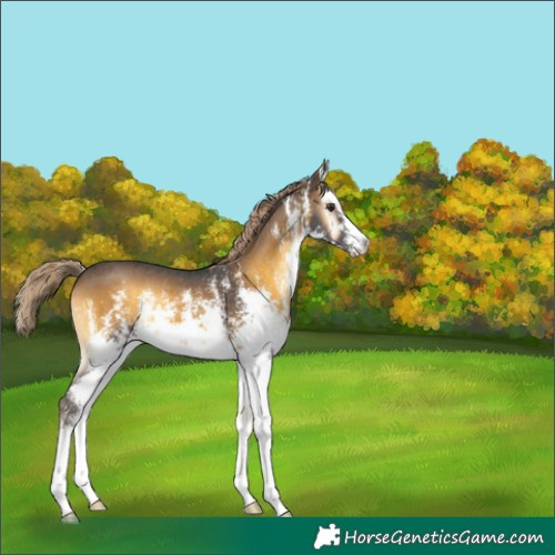 Horse Color:White Spotted Chocolate Palomino Onyx Sabino 