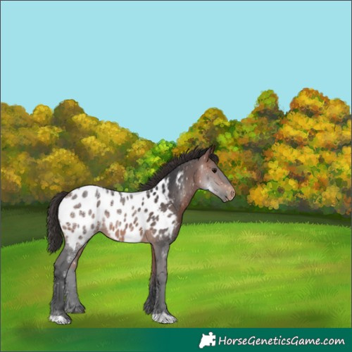 Horse Color:Bay Ice Appaloosa Rabicano 