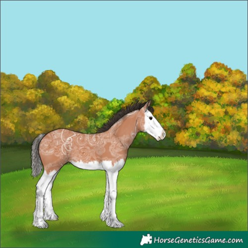 Horse Color:Bay Ice Splash 