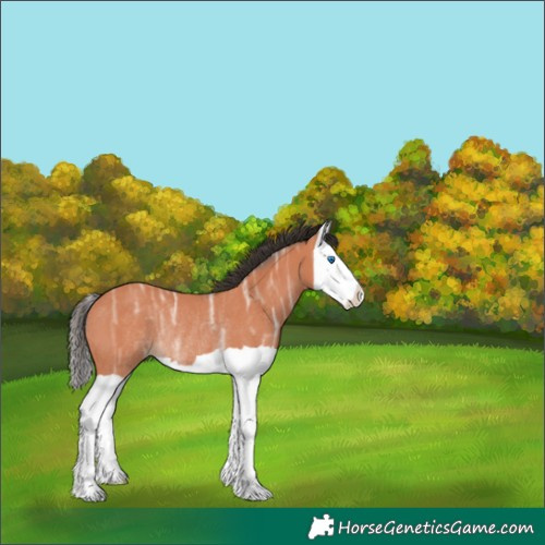 Horse Color:Bay Ice Splash Rabicano 
