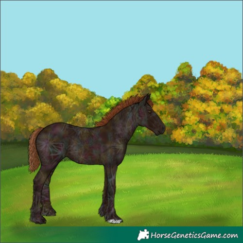 Horse Color:Midnight Chestnut Ice Rabicano 