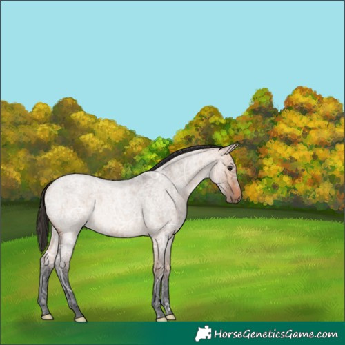 Horse Color:Bay Ice Roan Dun 