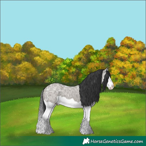 Horse Color:Grullo Ice Splash 