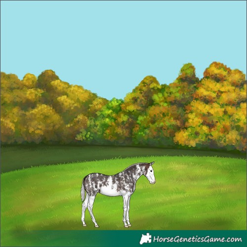 Horse Color:Silver Brown Ice Sabino Splash 