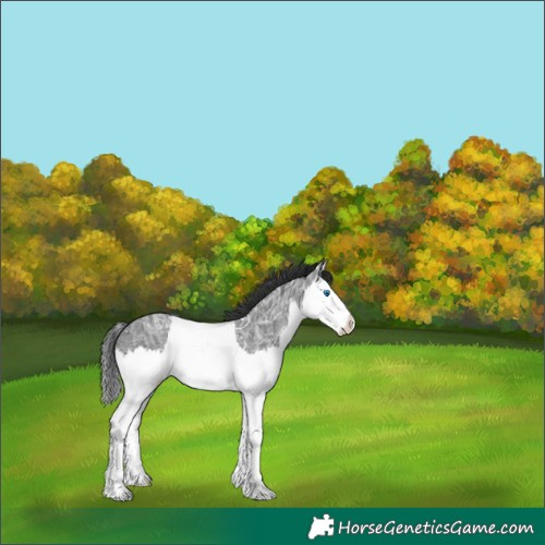 Horse Color:Black Ice Splash 