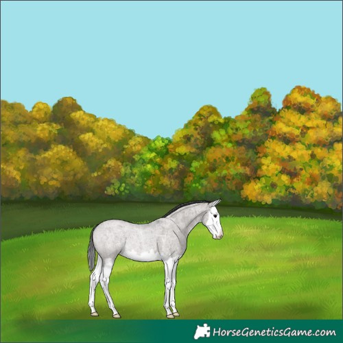 Horse Color:Grullo Ice Roan Splash 