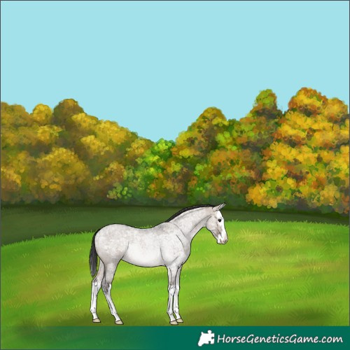 Horse Color:Brown Ice Roan Dun Splash Rabicano 
