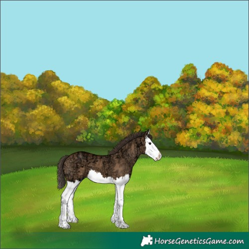 Horse Color:Bay Ice Dun Splash 