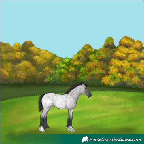 Horse Color:Grullo Ice Roan 