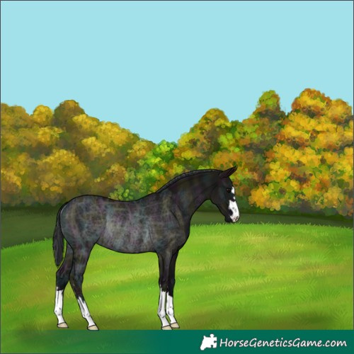 Horse Color:Midnight Grullo Ice Rabicano 