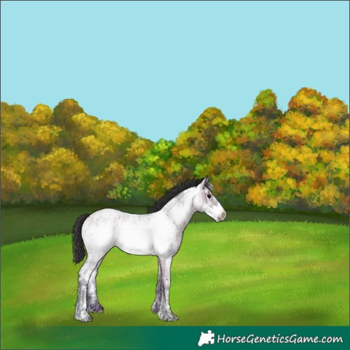 Horse Color:Brown Ice Roan Frame 