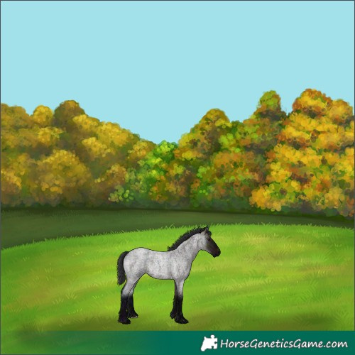 Horse Color:Midnight Brown Ice Roan Dun 