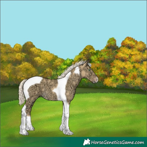 Horse Color:Gold Cream Champagne Ice Dun Tobiano 