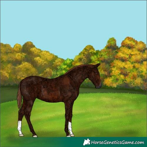 Horse Color:Chestnut Ice 