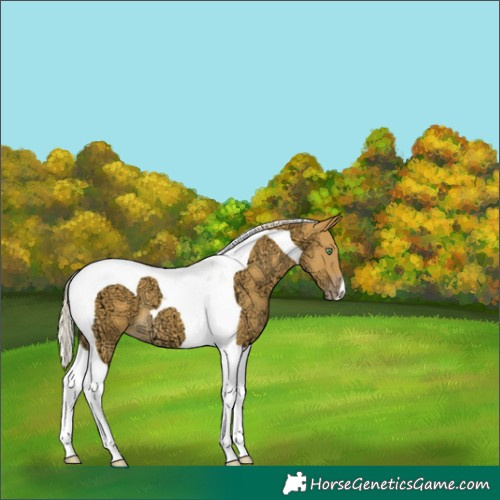 Horse Color:Gold Cream Champagne Ice Tobiano 