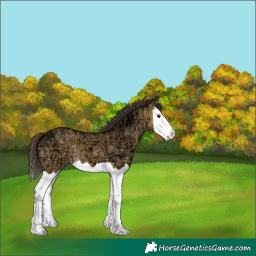 Horse Color:Buckskin Ice Dun Splash 