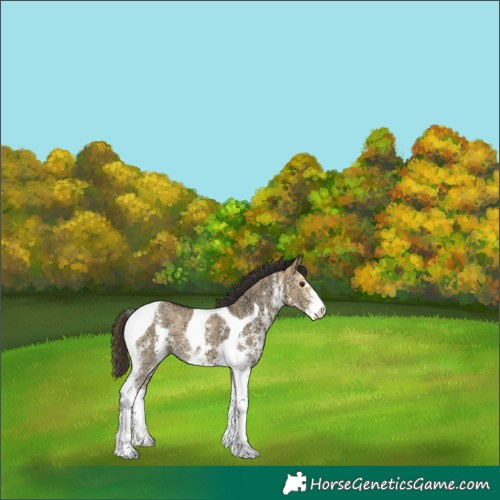Horse Color:Buckskin Ice Dun Sabino Tobiano 