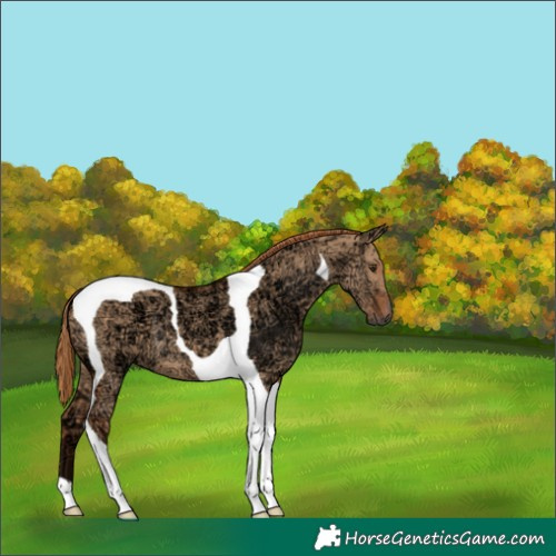 Horse Color:Red Dun Ice Tobiano 