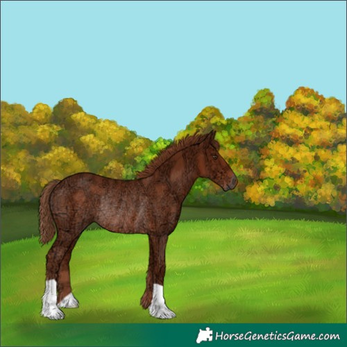 Horse Color:Chestnut Ice Rabicano 