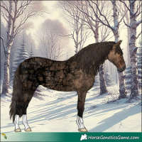Horse Color:Bay Ice Dun 