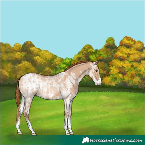 Horse Color:Red Dun Ice Sabino 