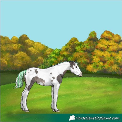 Horse Color:Painted Silver Black Splash Tobiano Rabicano 