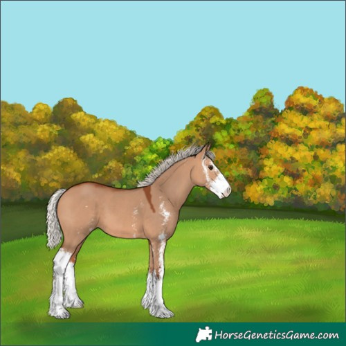 Horse Color:Silver Bay Dun Sabino 