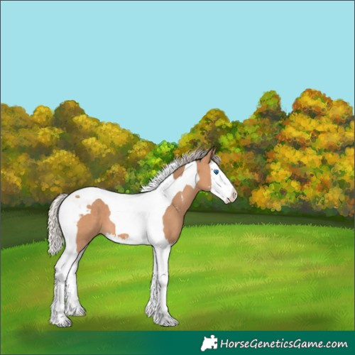Horse Color:Silver Bay Dun Sabino Splash Tobiano 