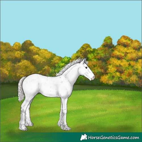 Horse Color:Silver Brown Dun Sabino Rabicano 