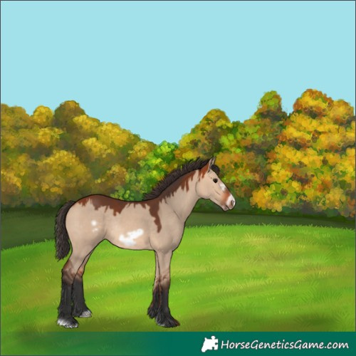 Horse Color:Bay Dun Frame Rabicano 