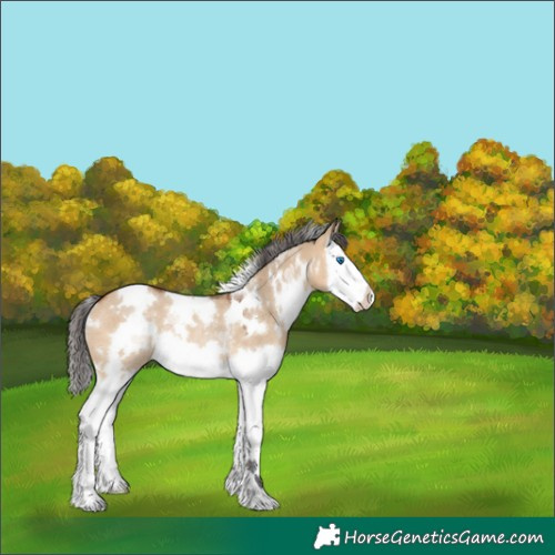 Horse Color:White Spotted Bay Dun Splash Rabicano 
