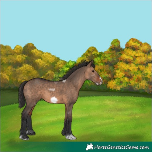 Horse Color:Bay Dun Frame 