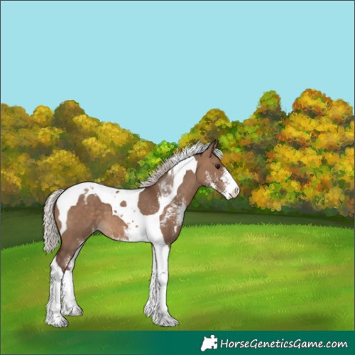 Horse Color:Silver Brown Dun Sabino Tobiano Appaloosa 