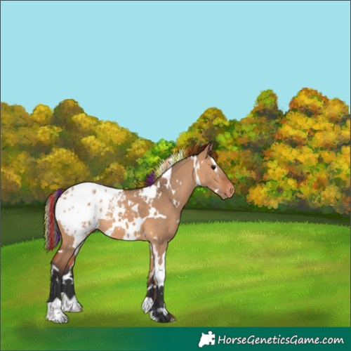 Horse Color:Painted White Spotted Bay Dun Appaloosa 