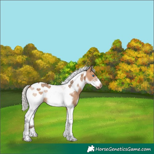 Horse Color:White Spotted Silver Bay Dun Tobiano Frame 