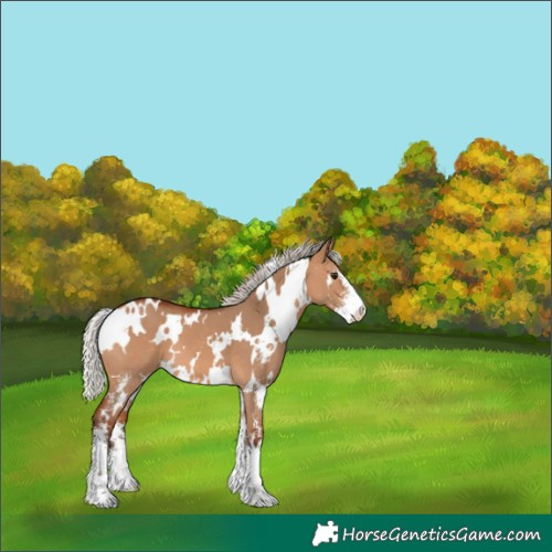 Horse Color:White Spotted Silver Bay Dun Sabino 