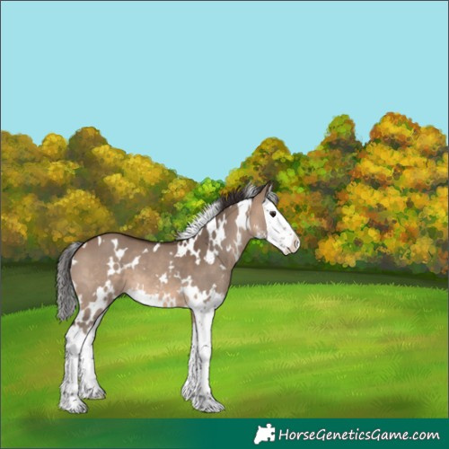Horse Color:White Spotted Brown Dun Sabino Splash 