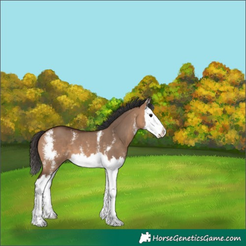 Horse Color:Bay Dun Sabino Splash 