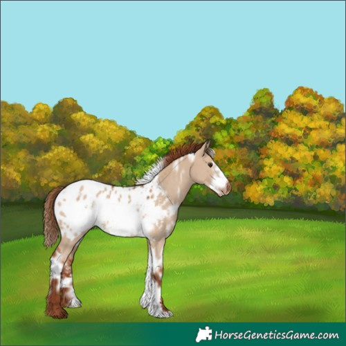 Horse Color:White Spotted Red Dun Frame Blanket Rabicano 