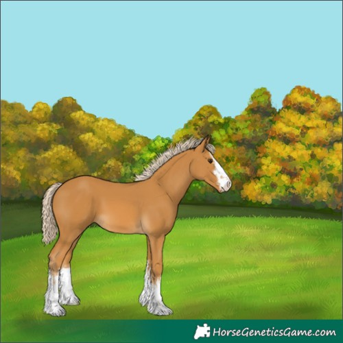 Horse Color:White Spotted Palomino 