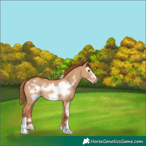 Horse Color:Red Dun Sabino Frame Rabicano 
